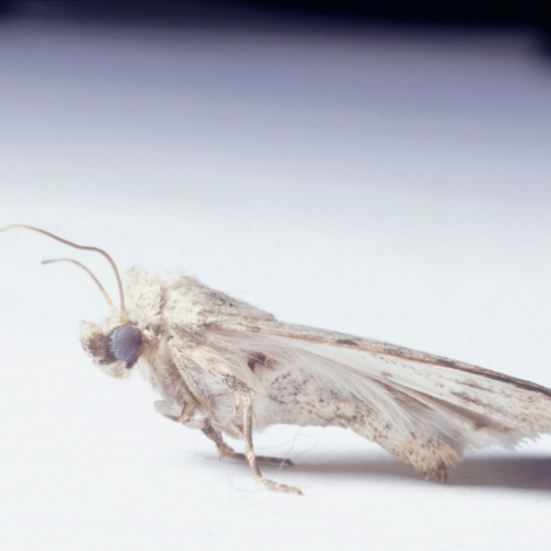carpet Moth control richmond
