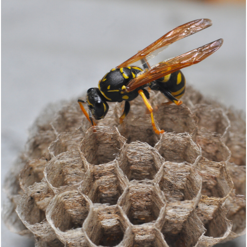 Wasp nest removal richmond